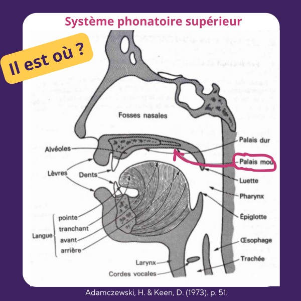 Système phonatoire supérieur - Palais mou